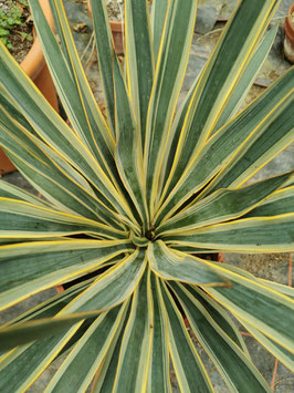 Yucca gloriosa variegata
