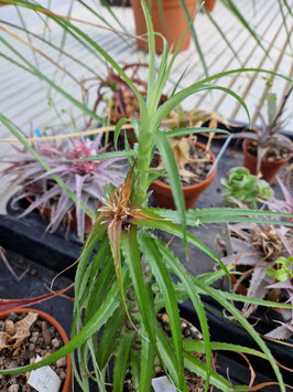 Orthophytum vagans