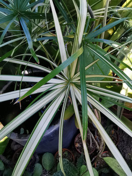 Cyperus alternifolius variegata