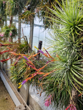 Tillandsia fuchsii var. fuchsii