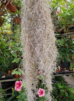 Tillandsia usneoides "South Carolina"