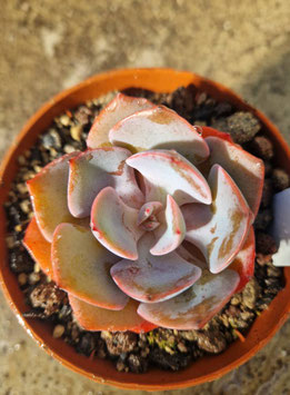 Echeveria "Dusty Rose"