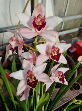 Cymbidium Hybride "Rosa, mit dunkelroter Lippe"