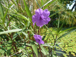 Ruellia simplex?