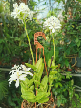 Epidendrum "White"