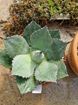 Agave ovatifolia "Emerald"