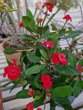Euphorbia milii