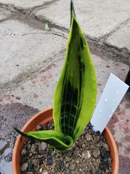 Sansevieria trifasciata "Golden Flame"