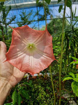 Brugmanisa suaveolens "Intense Pink"