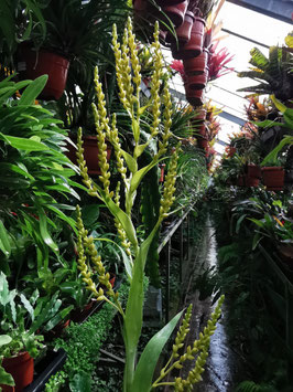 Catopsis spec. #1053 DBG