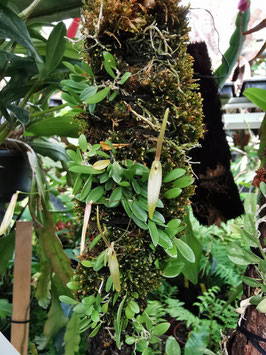 Barbosella cogniauxiana