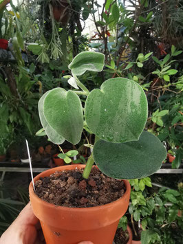 Peperomia incana