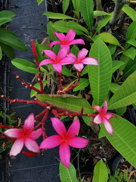 Plumeria "Japanese Lantern"