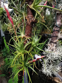 Tillandsia bermejoensis