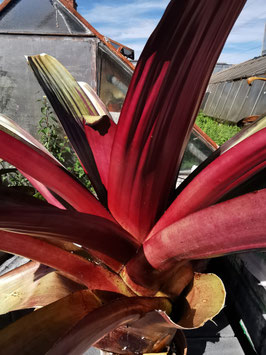 Alcantarea imperialis "dark"
