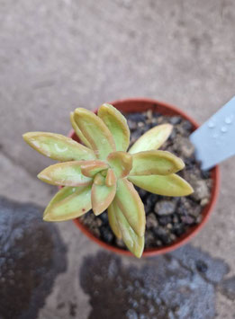 Sedum adolphi/nussbaumerianum