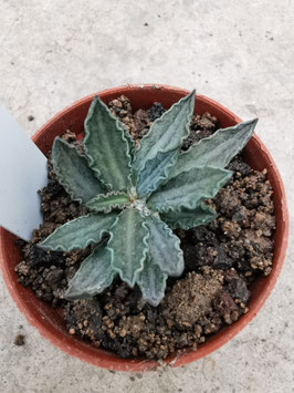 Euphorbia tulearensis