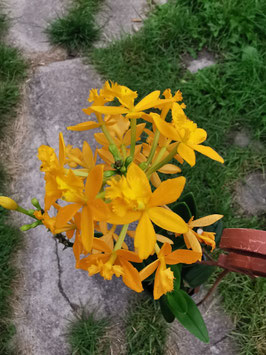 Epidendrum "Dottergelb"