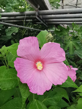Hibiscus moscheutos "Pink"