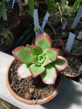 Aeonium haworthii "Dream Color"