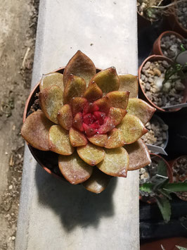 Echeveria "Black Rose"