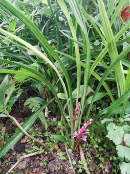 Reineckea carnea