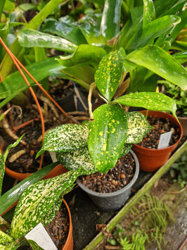 Dracaena godseffiana