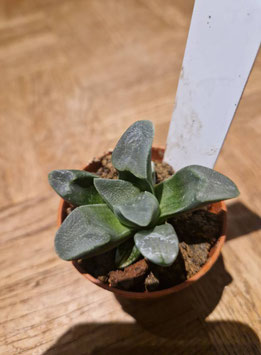 Haworthia pygmaea "Hartenbos Hill"