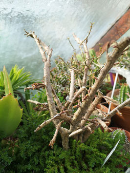 Euphorbia platyclada