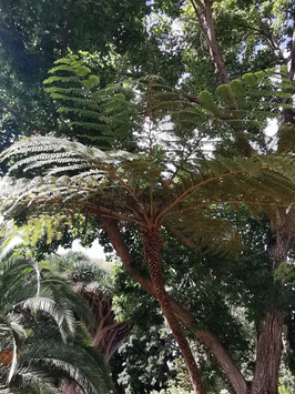 Cyathea cooperi
