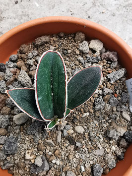 Sansevieria hallii "Blue Bat"