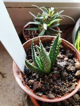 Aloe florenceae