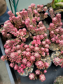 Sedum rubrotinctum cv. aurora