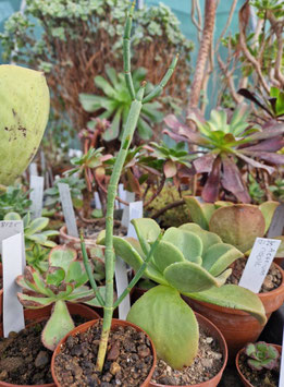 Euphorbia burmannii