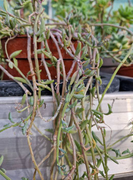 Senecio (Curio) x peregrinus