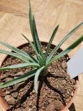 Aloe bowiea
