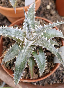 Dyckia "Sawfish"