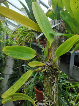 Cattleya warneri