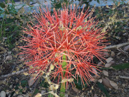 Scadoxus multiflorus