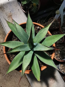 Agave "Blue Emperor"