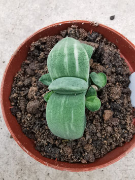 Gasteria glomerata variegata