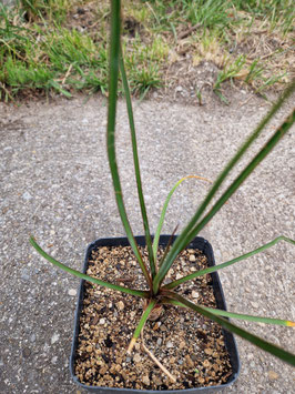 Yucca mixtecana