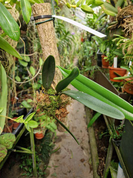 Bulbophyllum affine