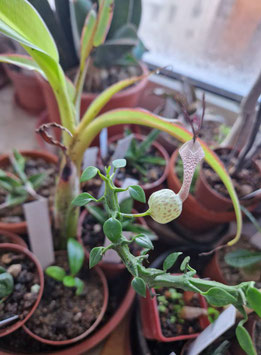 Ceropegia simoneae
