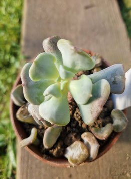 Echeveria "Cubic Frost"