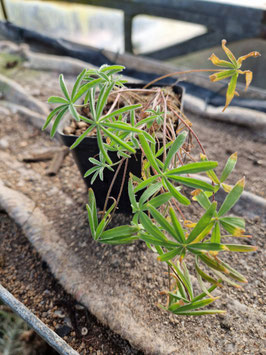 Oxalis engleriana