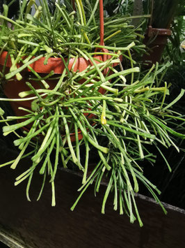 Hoya retusa