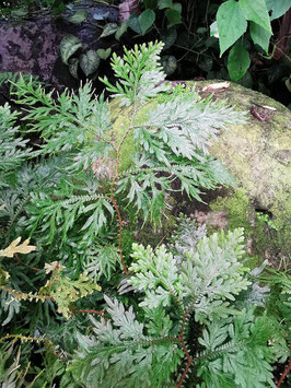 Selaginella canaliculata