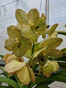 Vanda Hybride "gelbgrün"