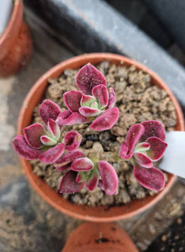 Echeveria pulvinata "Devotion"